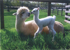 Mother and Cria